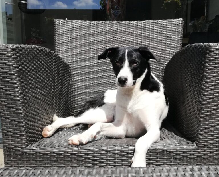 BO