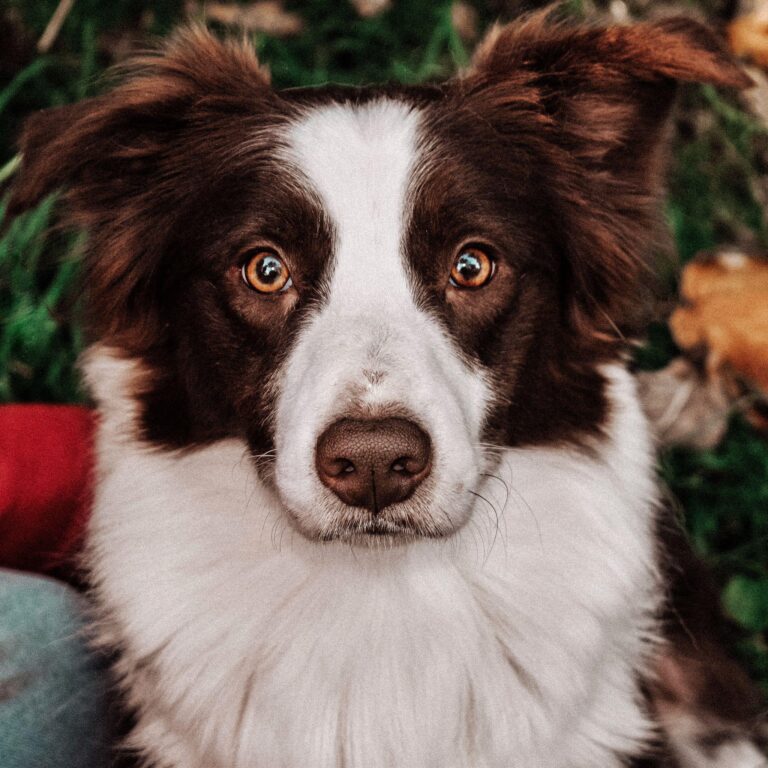 BAILEY