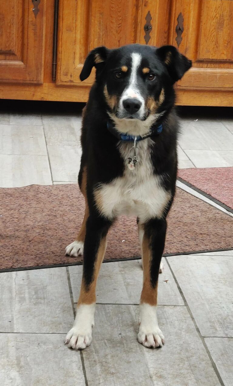 LEO