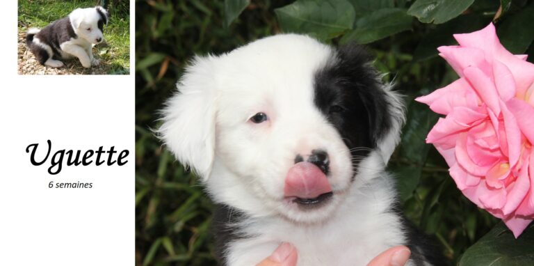 UGUETTE