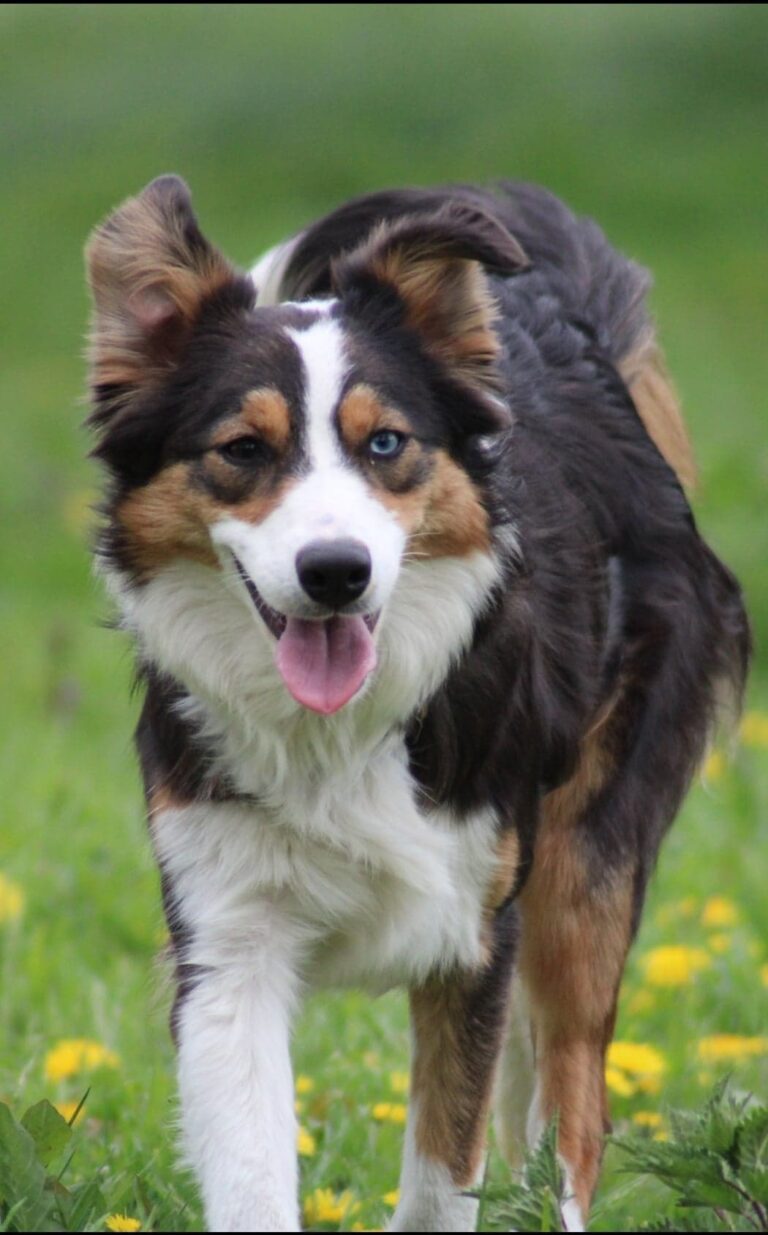 PIP