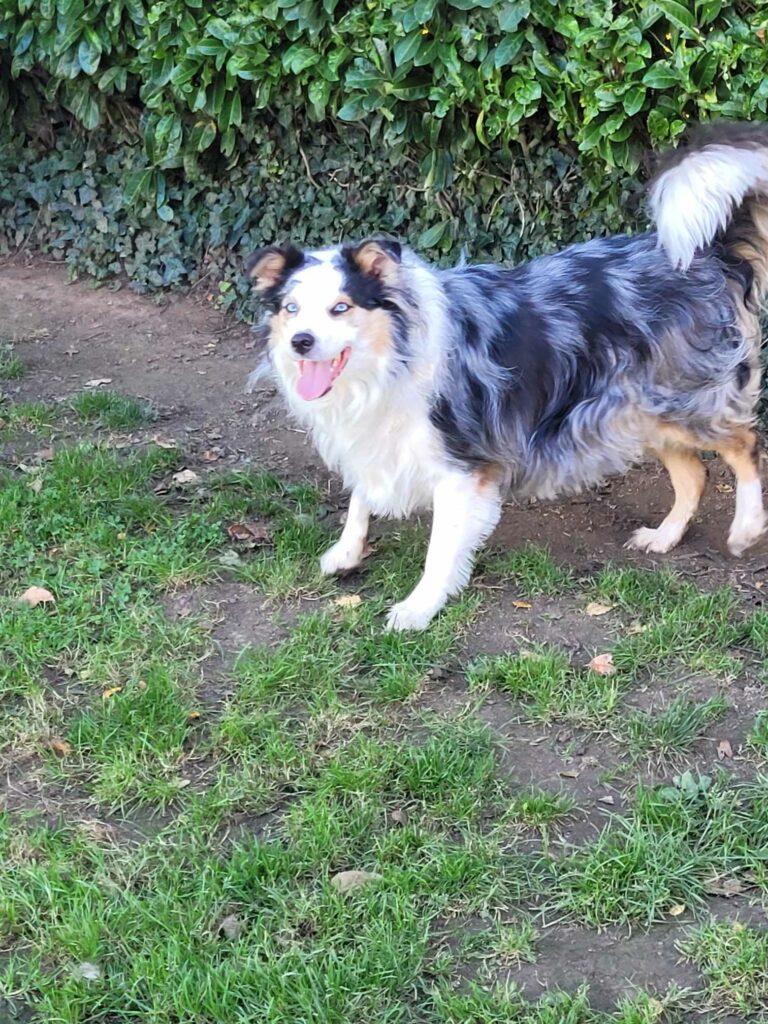 Scratch Male castré 5ans 1/