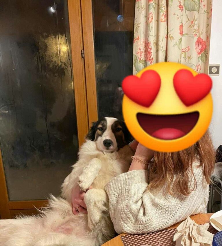 RÉSERVÉ-Ridley, Mâle, 13 mois à adopter BLC W13400517