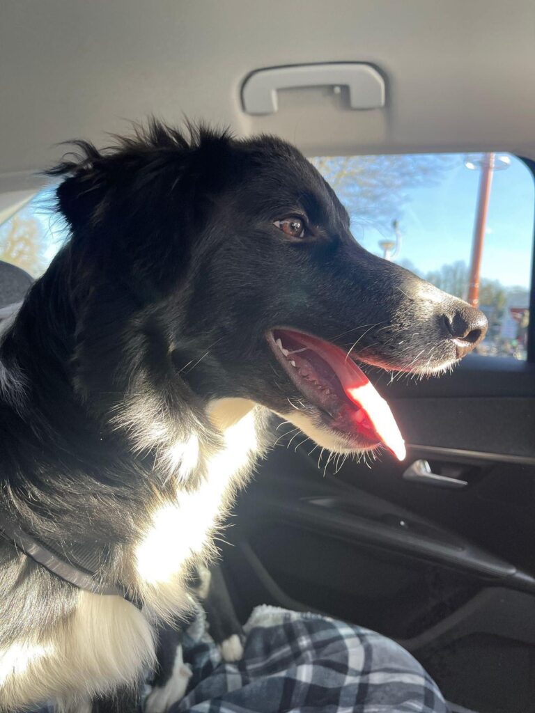 Loki