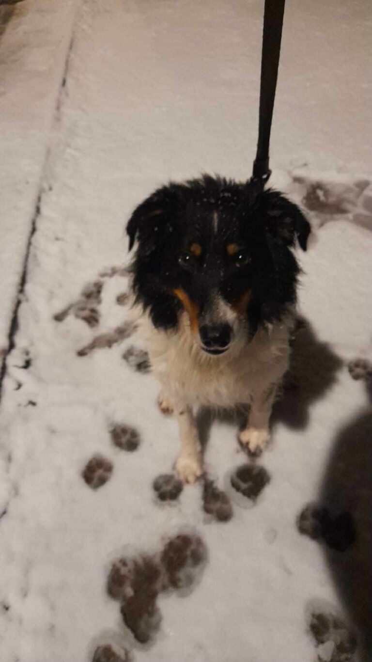 Bandit