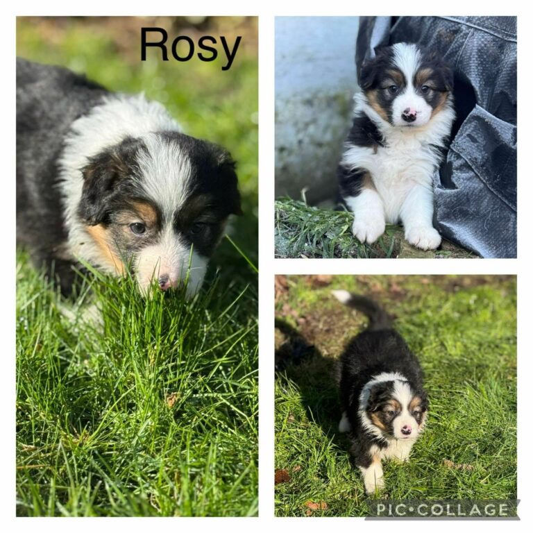 Rosy