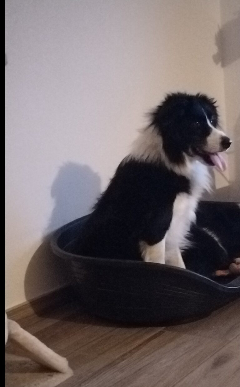 RÉSERVÉ-Patapouf, Border Collie de 5 ans, cherche d’urgence une famille  Nom Patapouf