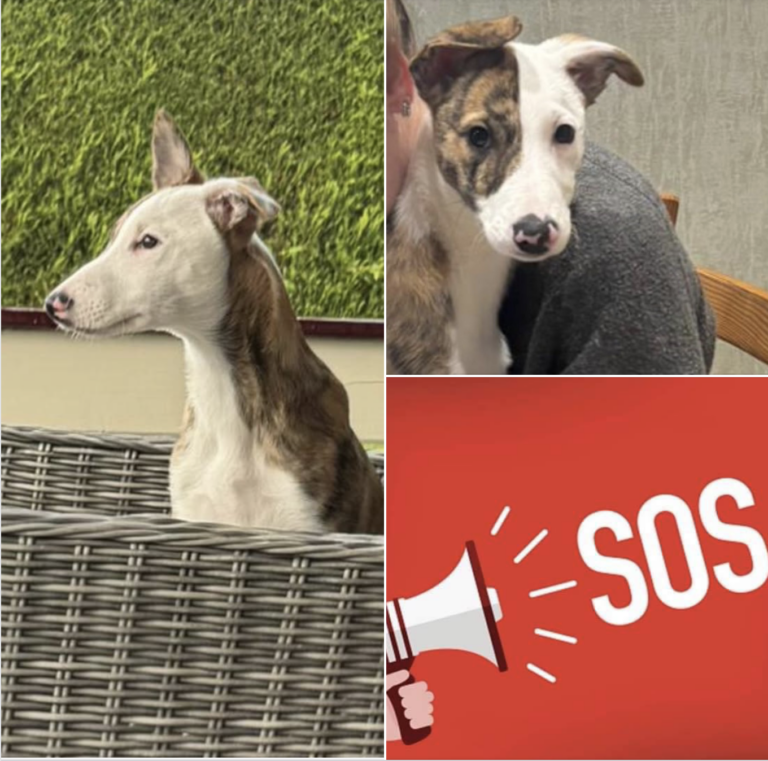 RÉSERVÉ-SOS POUR ASI ! ASI , BORDER X WHIPPET , ÂGÉ DE 4 MOIS  SOURD RECHERCHE FAMILLE D'ACCUEIL OU ADOPTANTS , HABITUÉE AUX CHIENS SOURDS.BLC 0844435676