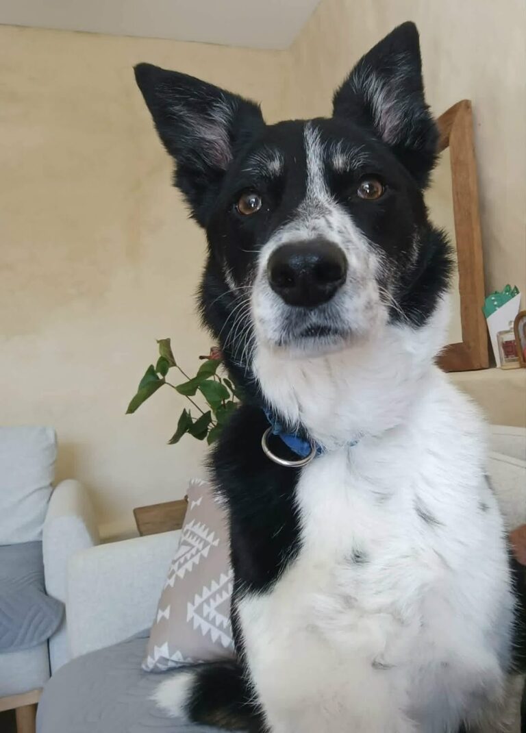 FALCO ATTEND SON PARTENAIRE DE VIE !  France – Coutances 50200  Adoptable partout en Europe.