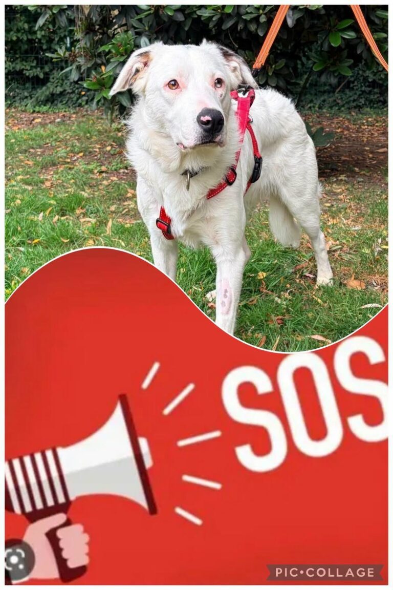 ACE