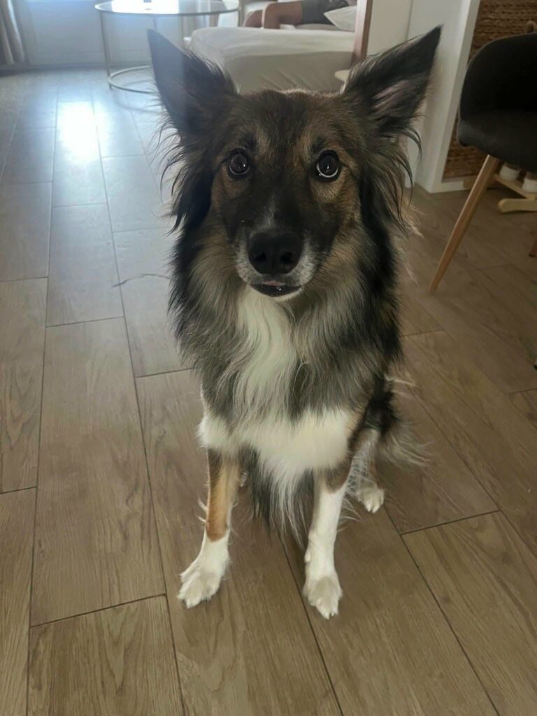 Rocket